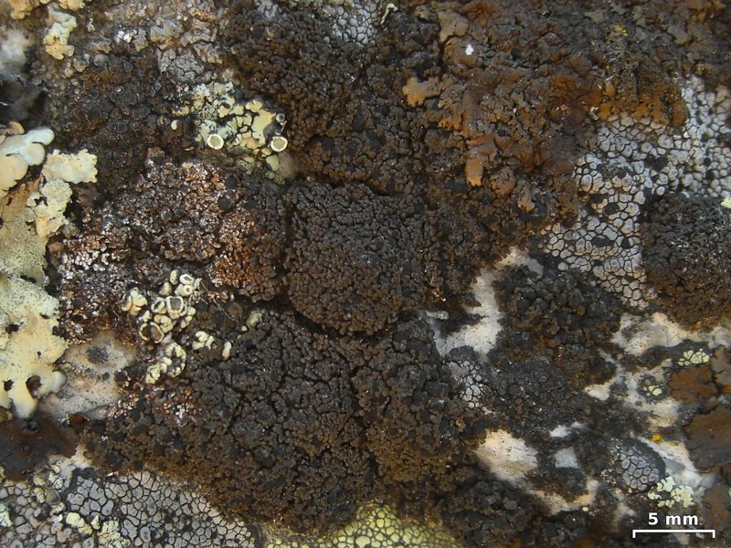 Buellia badia