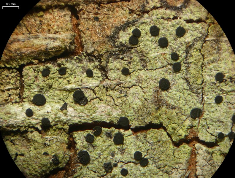 Buellia catasema