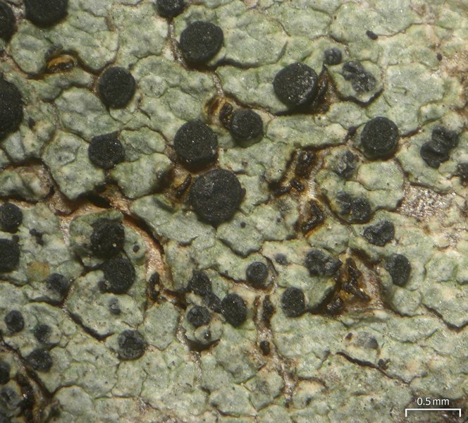 Buellia chloroleuca