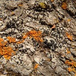 Buellia chloroleuca