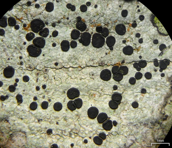 Buellia curtisii