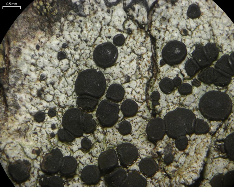 Buellia curtisii