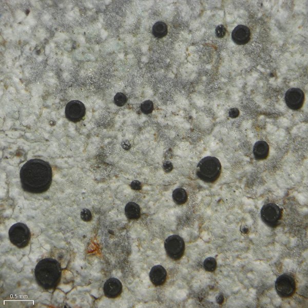Buellia curtisii