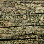 Buellia dialyta