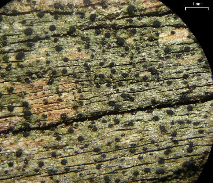 Buellia dialyta