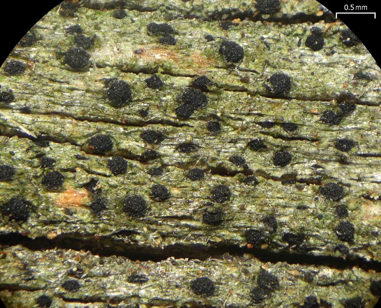Buellia dialyta