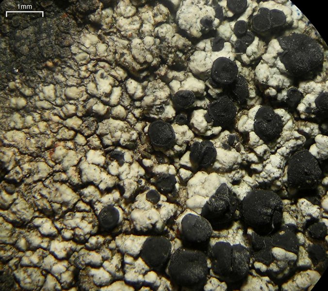 Buellia dispersa