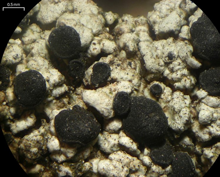 Buellia dispersa