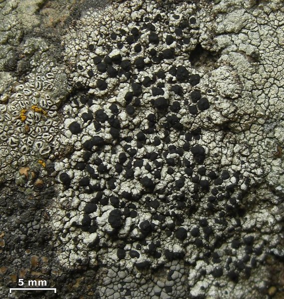 Buellia dispersa