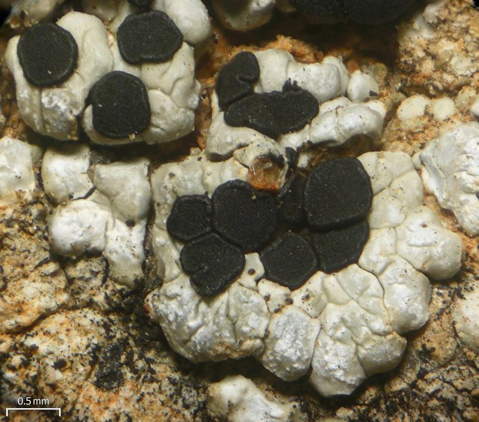 Buellia dispersa