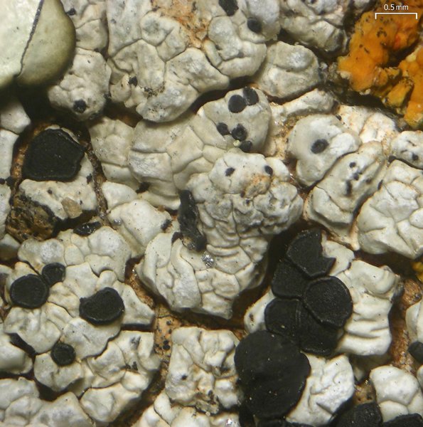 Buellia dispersa