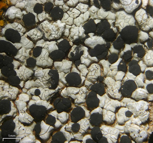 Buellia dispersa