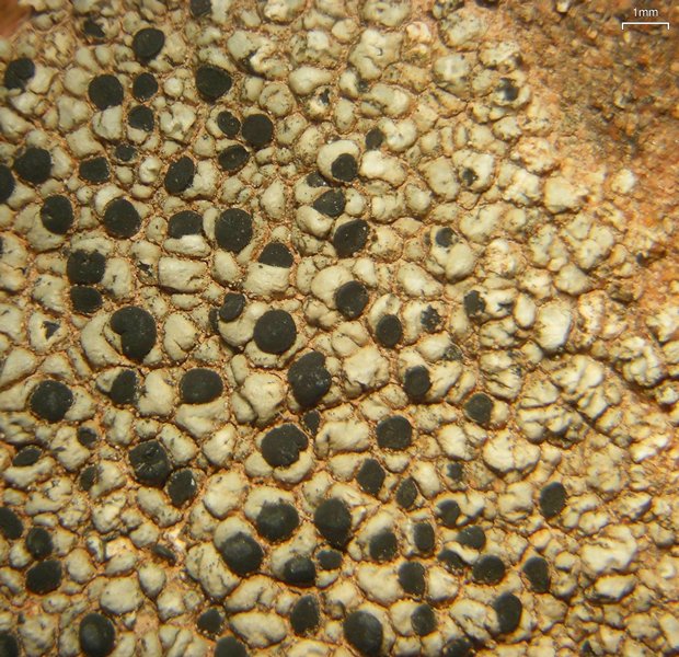 Buellia dispersa