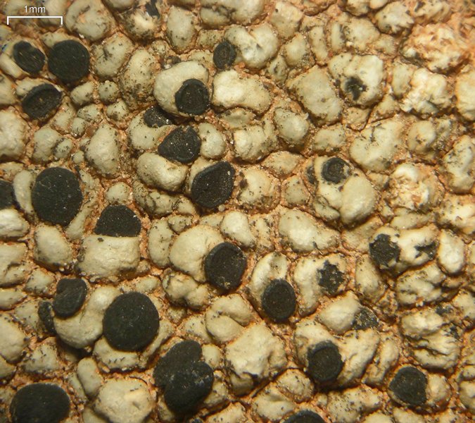 Buellia dispersa