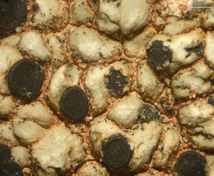 Buellia dispersa