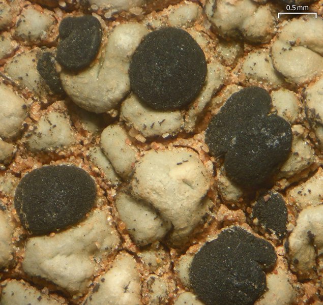 Buellia dispersa