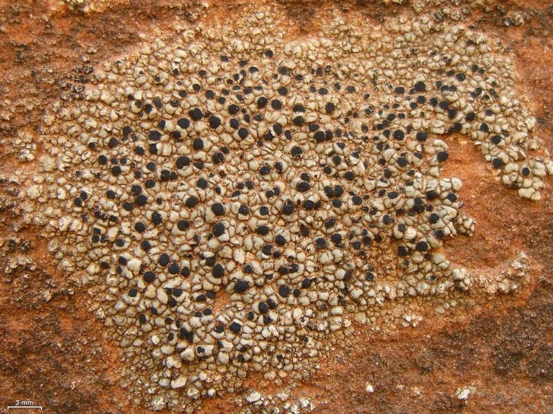 Buellia dispersa