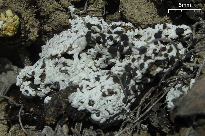 Buellia elegans
