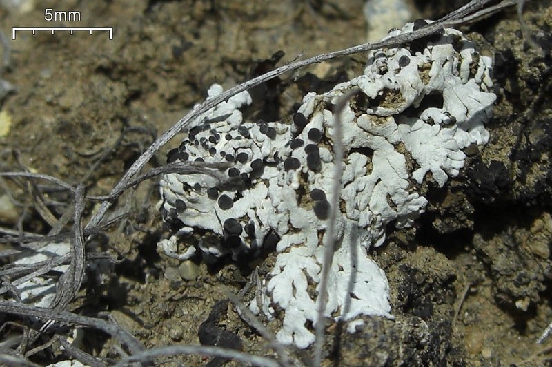 Buellia elegans