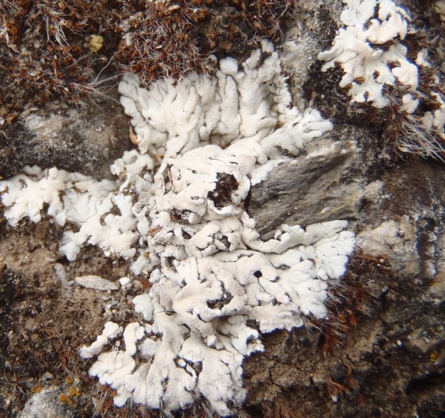 Buellia elegans