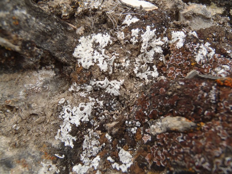 Buellia elegans