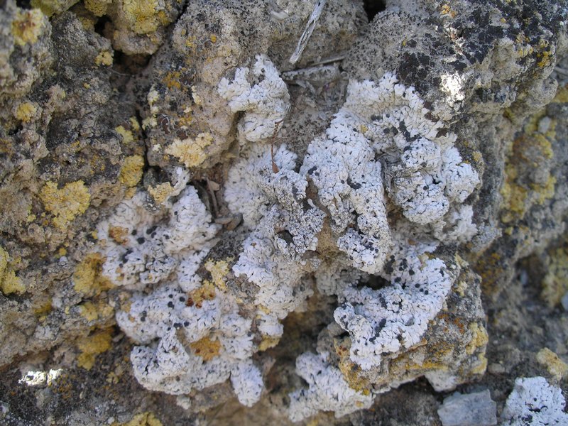Buellia elegans