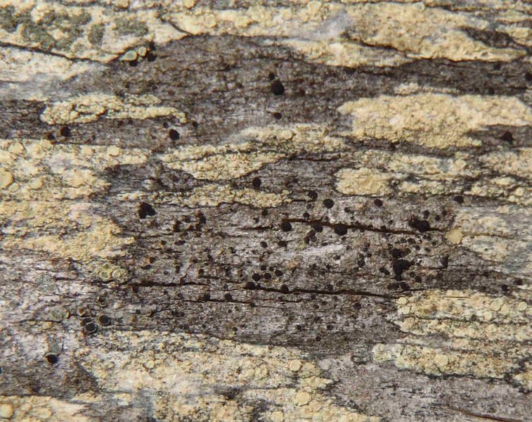 Buellia fosteri