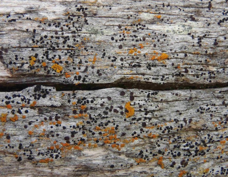 Buellia fosteri