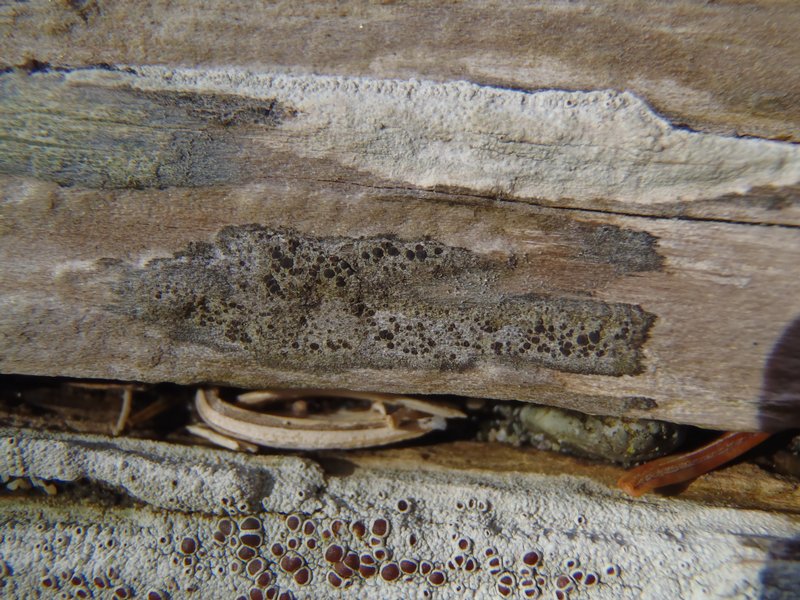 Buellia fosteri