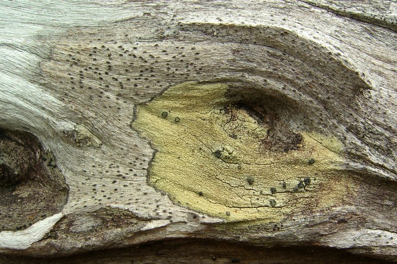 Buellia gerontoides
