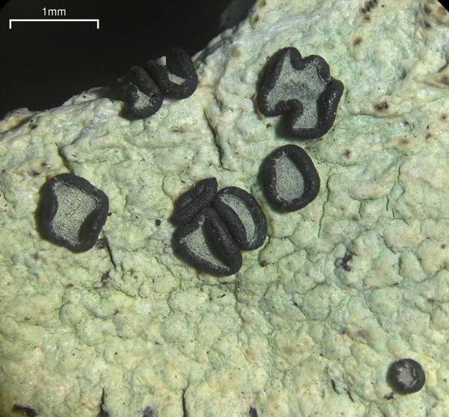 Buellia gerontoides