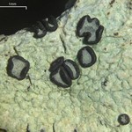 Buellia gerontoides