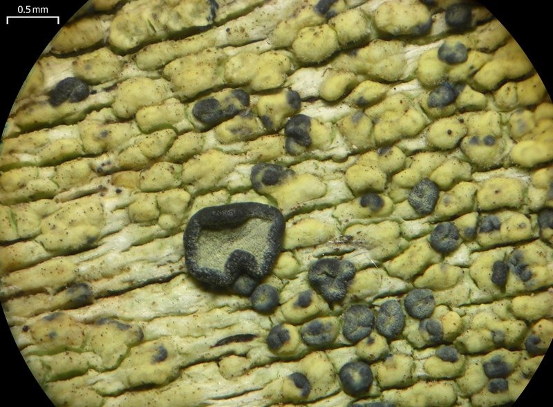Buellia gerontoides