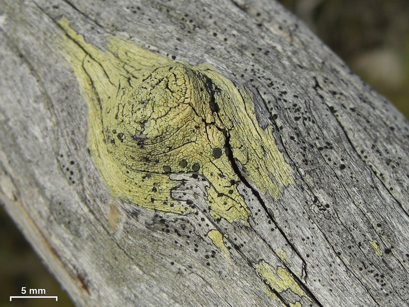 Buellia gerontoides
