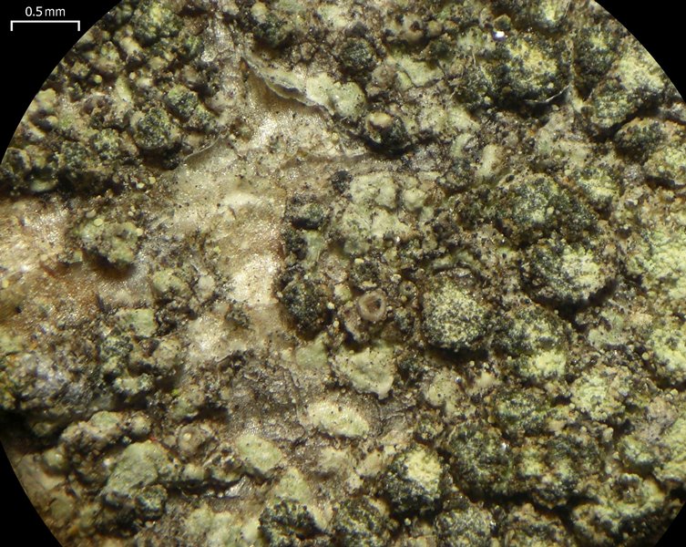 Buellia griseovirens