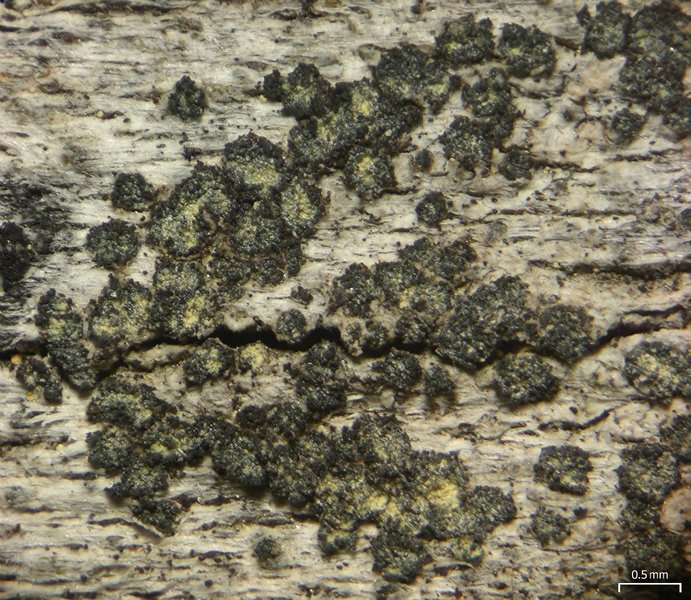 Buellia griseovirens
