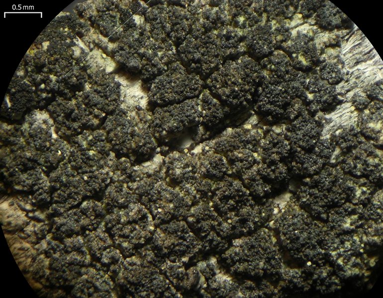 Buellia griseovirens