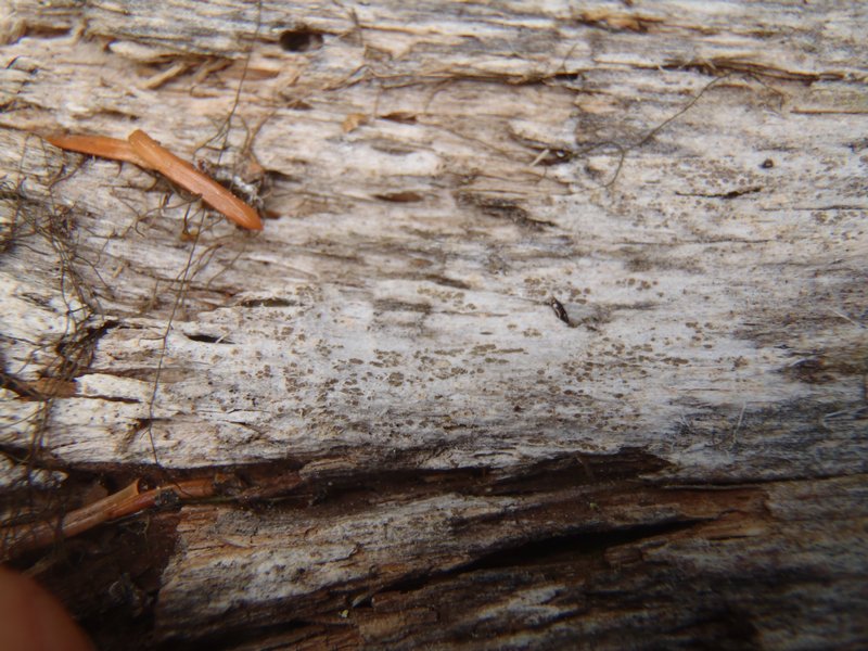 Buellia griseovirens