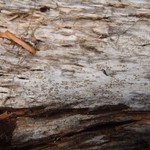 Buellia griseovirens