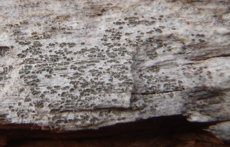 Buellia griseovirens