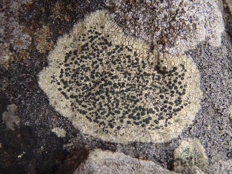 Buellia halonia
