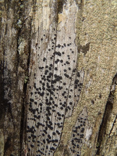 Buellia muriformis