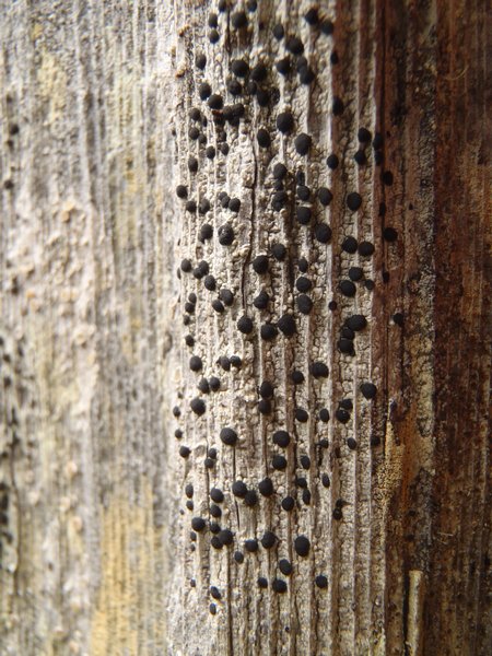 Buellia oidalea