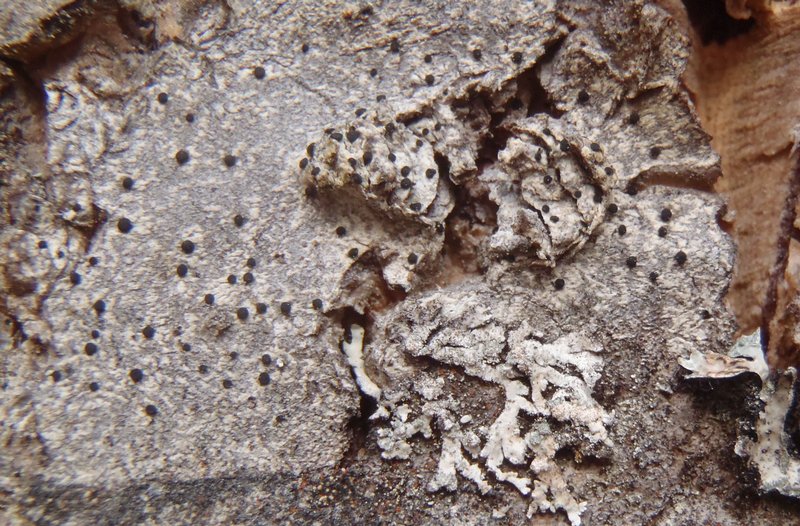 Buellia penichra