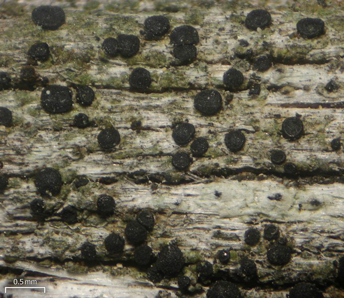 Buellia punctata