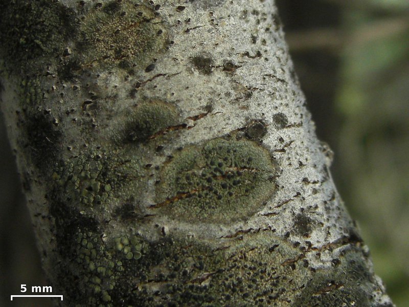 Buellia punctata