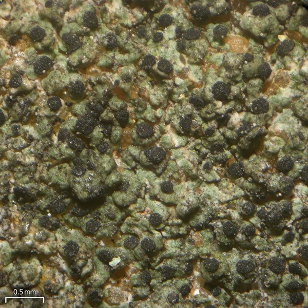 Buellia punctata