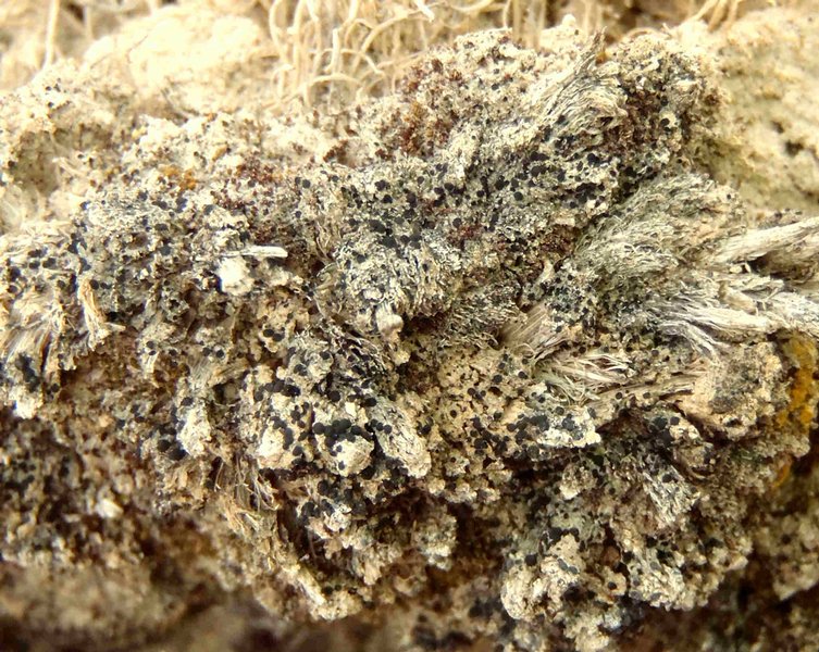 Buellia punctata