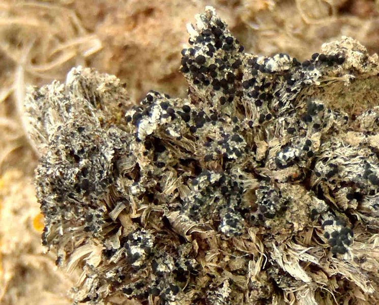 Buellia punctata