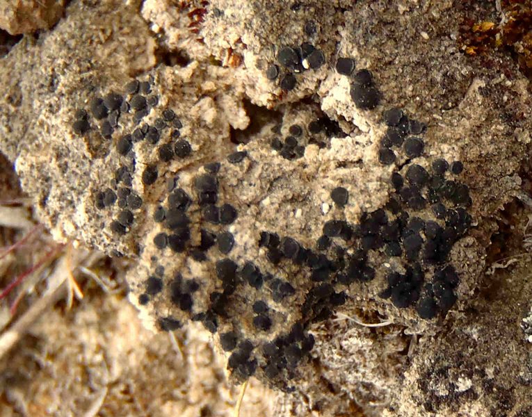Buellia punctata